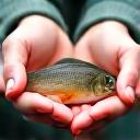 Hände lassen einen Fisch vorsichtig ins Wasser zurück